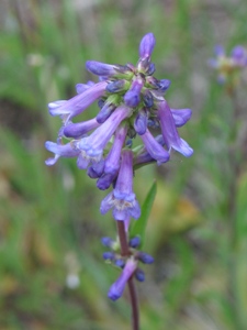 Penstemon procerus